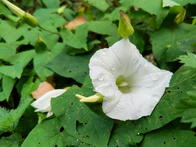 雨后的旋花