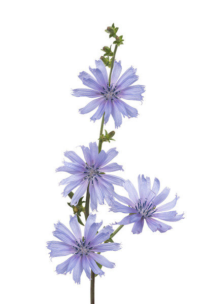 野生菊苣