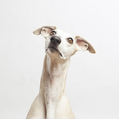 一个漂亮的惠比特犬的工作室肖像
