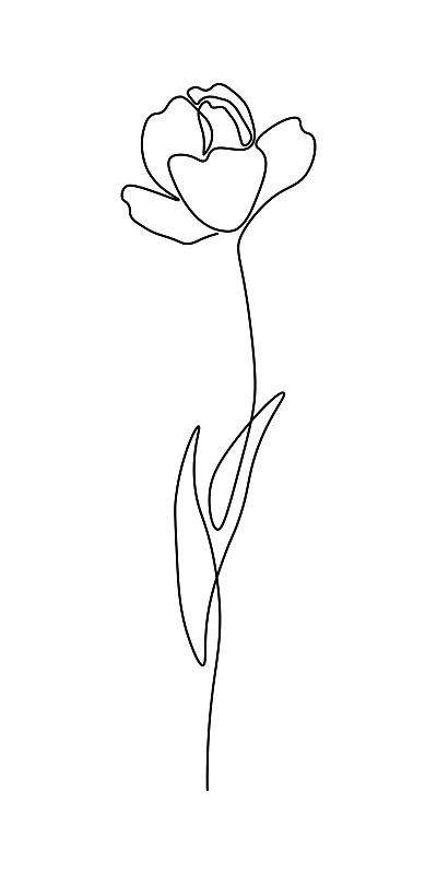 郁金香花