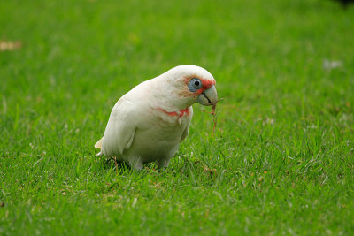 长嘴Corella - Cacatua tenuirostris