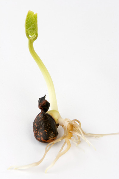 发芽红花菜豆
