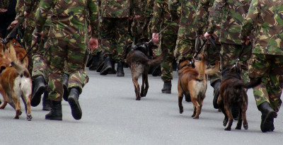 军官们带着警犬行进