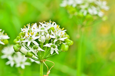 野生大蒜花