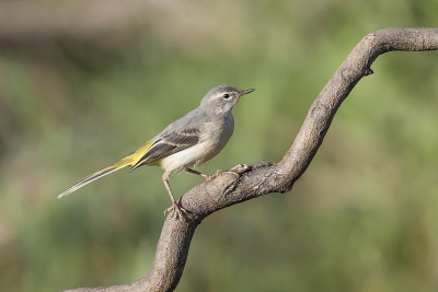 灰鹡尾的肖像(Motacilla cinerea)