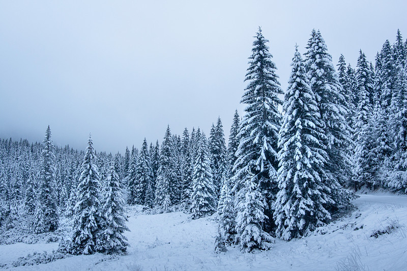 冬天的场景。雪山中的圣诞树。冷淡的森林。冬天的自然景观。