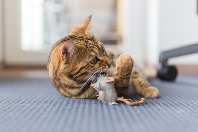 美丽的孟加拉猫玩老鼠玩具