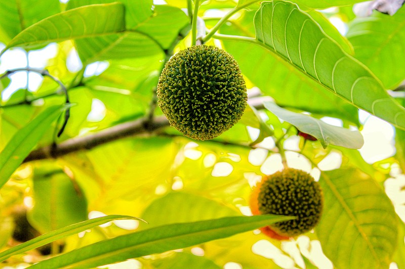 水果和蔬菜都挂在树上