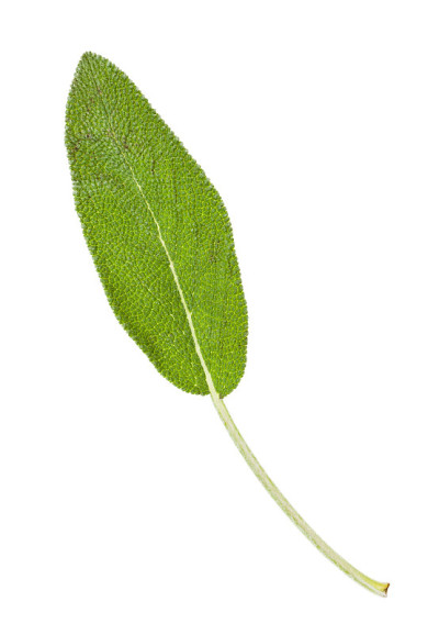 分离的鼠尾草(鼠尾草)的绿叶