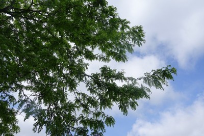 蜂蜜蝗虫春季