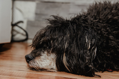 毛茸茸的中国冠毛犬。狗在休息，看在狗的脸上。