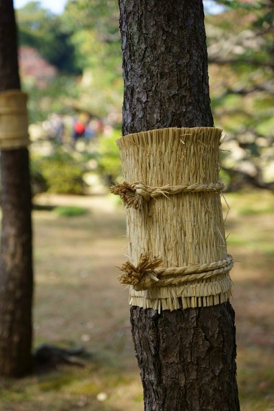 松树