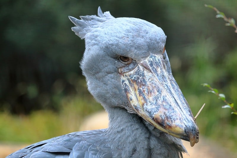 shoebill