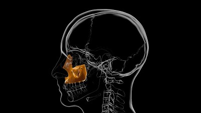 人体骨骼颅骨上颌骨解剖医学概念3D