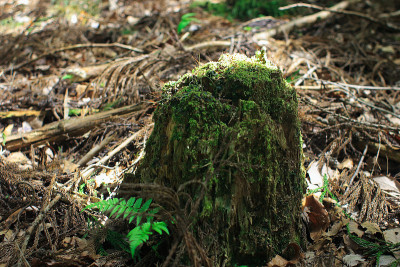 moss15