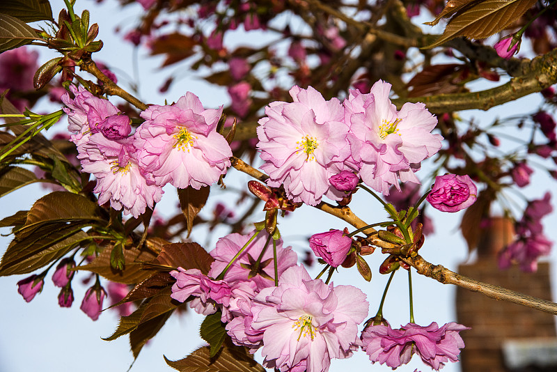 春天鲜花盛开