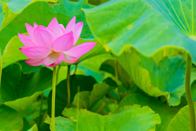莲花