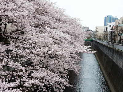 樱花