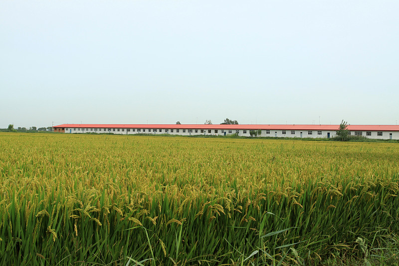 大米风景
