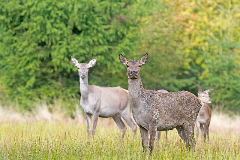 马鹿(Cervus elaphus)漫步在欧洲罗马尼亚喀尔巴阡山脉的森林