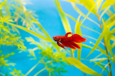 水族馆公鸡鱼