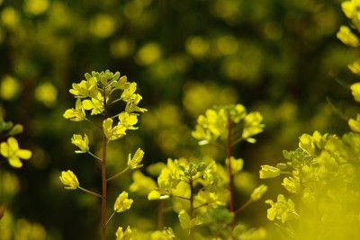 油菜籽花