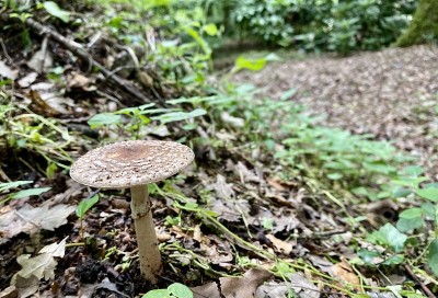 白毒伞伞菌/蘑菇近距离。