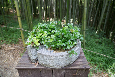 白茶/绿茶