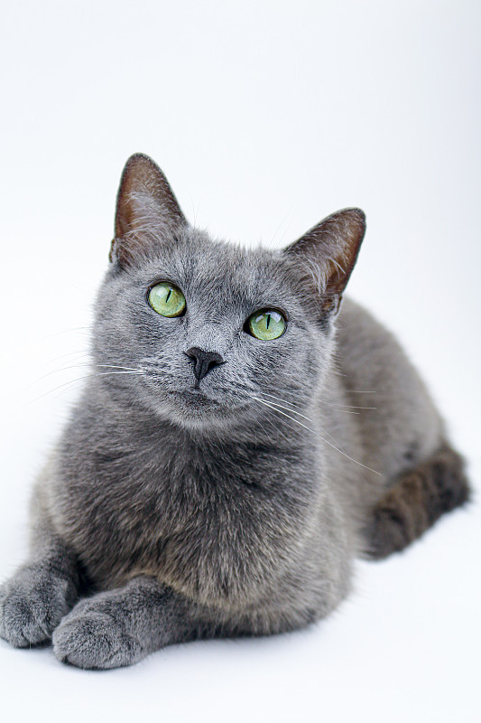 俄罗斯蓝猫工作室肖像