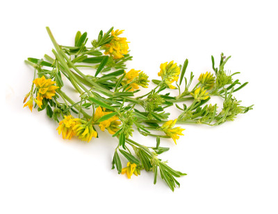 Medicago falcata