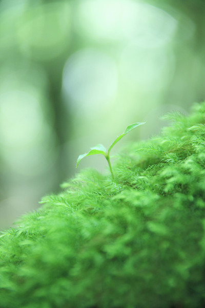 苔藓和发芽