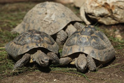 东赫尔曼龟(Testudo hermanni boettgeri)。