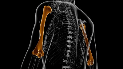 人体骨骼解剖肱骨3D渲染