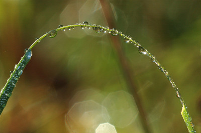 晨露