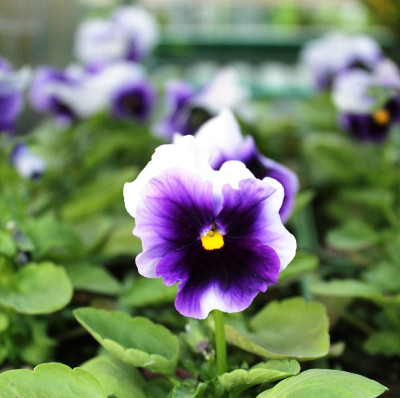 viola d’autunno