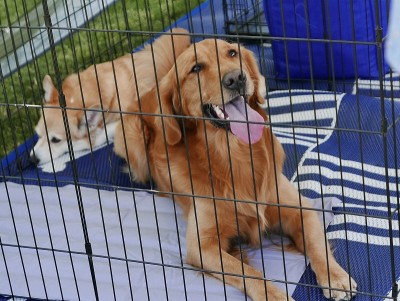 板条箱里的金毛寻回犬，等待收养