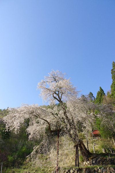 阿川康农哭泣樱桃