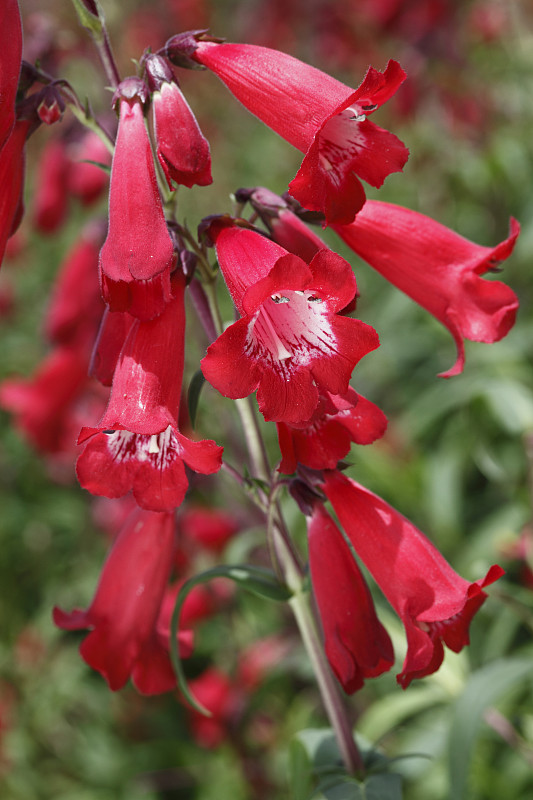 Penstemon