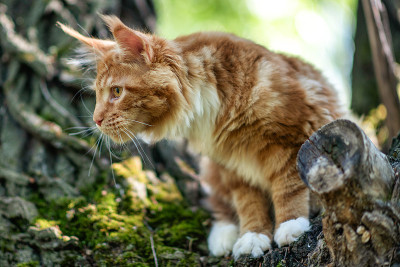 一只大缅因猫坐在树上。