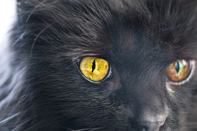 猫的眼睛