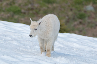小山羊在雪地里行走