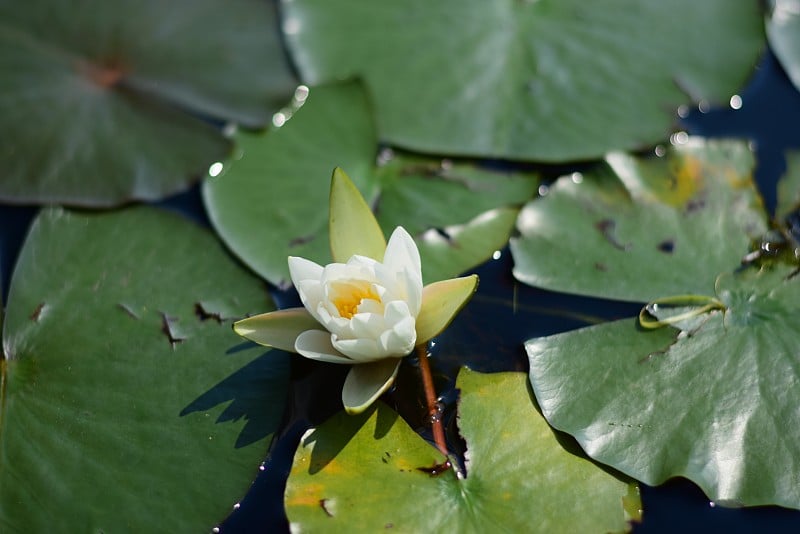 白色睡莲和花瓣