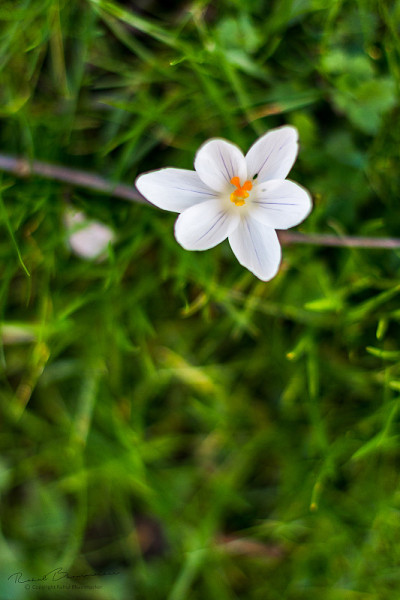 花和花
