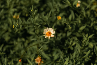 路边开着白色的花
