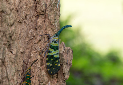 Fulgorid bug,灰飞虱