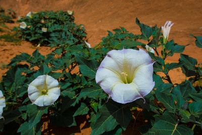 野生神圣Datura Wrightii近距离犹他州景观