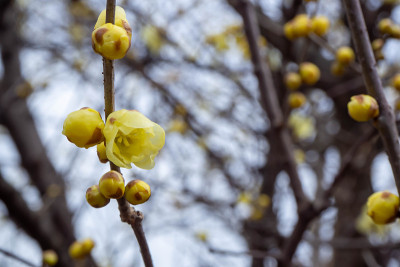 黄色的日本多香花盛开在仲冬