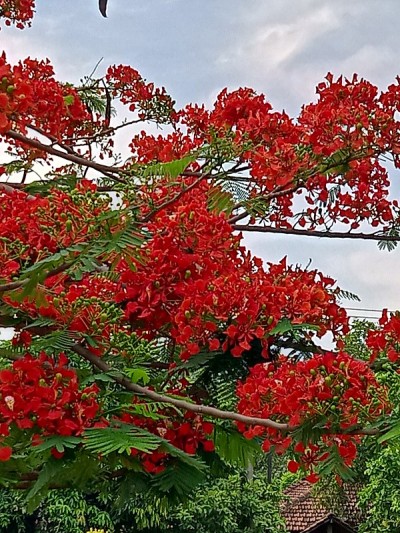 花