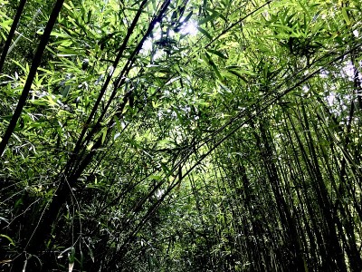 开销竹林
