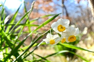 公园里的白花。